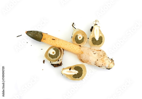 Dog stinkhorn (Mutinus caninus) isolated is a saprobiotic species of basidiomycetes (Basidiomycota) of the family of Vesicular (Phallaceae). Mutinus caninus at the stage of 