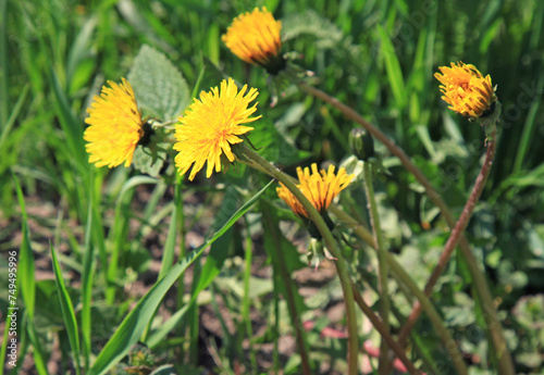 Large blooming dandelions in green grass. Blossoming yellow flowers in thick grass on a meadow. Beautiful, yellow, spring flowers. Taraxacum or dandelion - perennial herbaceous plant of Astrov family