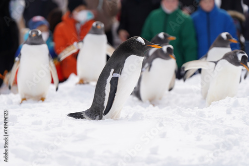 naughty penguin family parade show in cold snow winter season otaru zoo hokkaido Japan photo