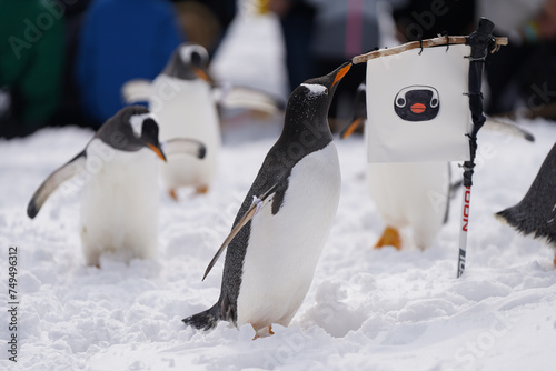 naughty penguin family parade show in cold snow winter season otaru zoo hokkaido Japan
