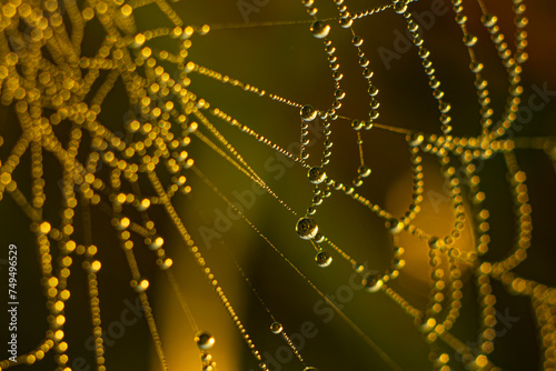 drops on the web glisten in the light of the morning sun