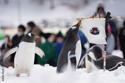 naughty penguin family parade show in cold snow winter season otaru zoo hokkaido Japan photo