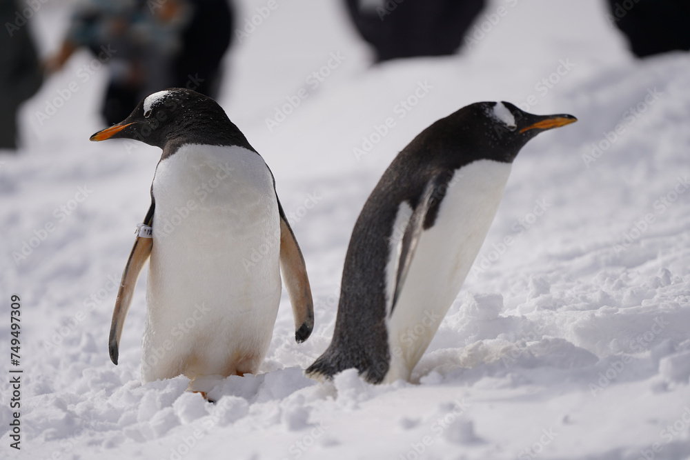 Fototapeta premium naughty penguin family parade show in cold snow winter season otaru zoo hokkaido Japan