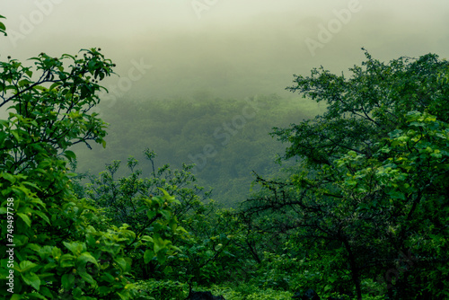 Mysterious green foggy hill with branches on the foreground.