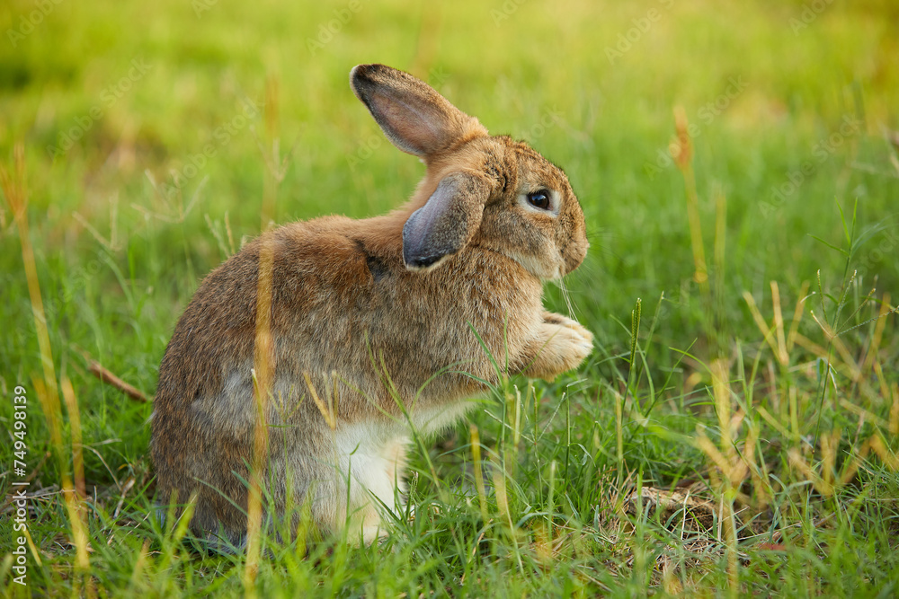 Fototapeta premium young rabbit sitting and looking to something on the field