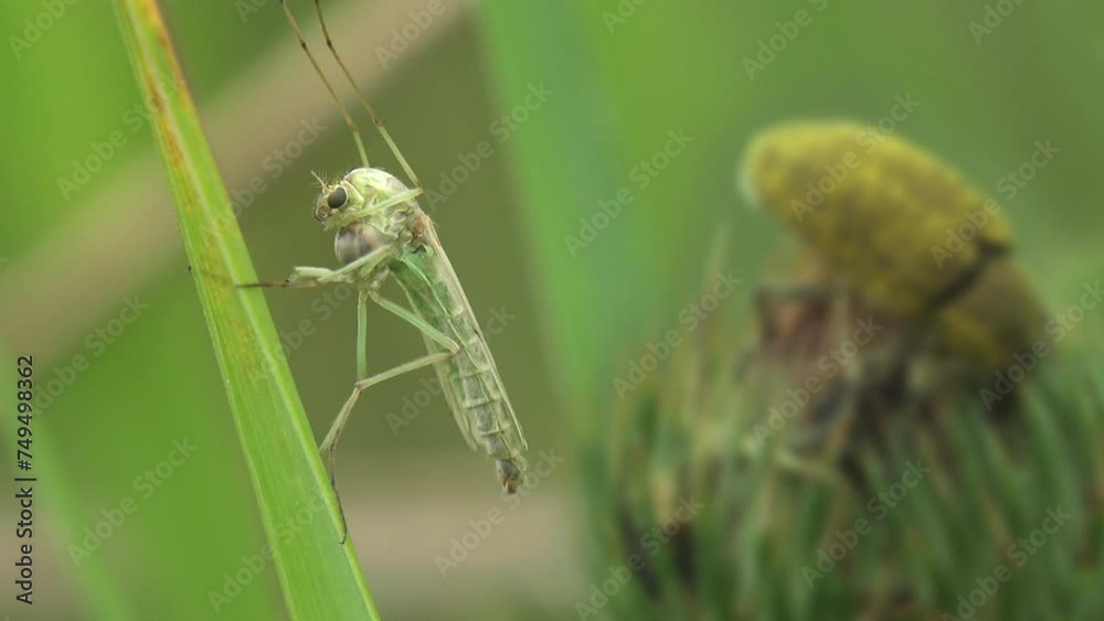 Gnat, mosquito (Dipterid suborder Nematocera) sitting on leaf of grass against background of green weevil. View macro insect in wildlife Gnat, mosquito (Dipterid suborder Nematocera) sitting on leaf of grass against background of green weevil. View macro insect in wildlife