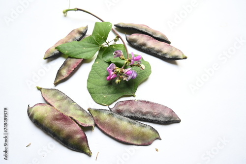 Lablab purpureus vegetable. It is a species of bean in the family Fabaceae. Its other names lablab bean, bonavist bean pea, dolichos bean, seim, lablab, Egyptian kidney bean, Indian bean.  photo