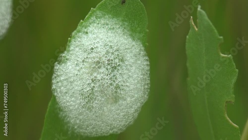 White Foam on Green leaves on tree branch, grass on green background, Philaenus spumarius foam nest, Meadow Froghopper, to family Aphrophoridae, Macro view insect in wildlife, 4k photo