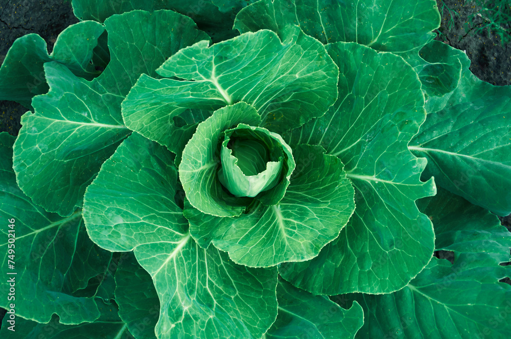 Cabbage growing in the garden, top view, close-up Cabbage growing in the garden, top view, close-up