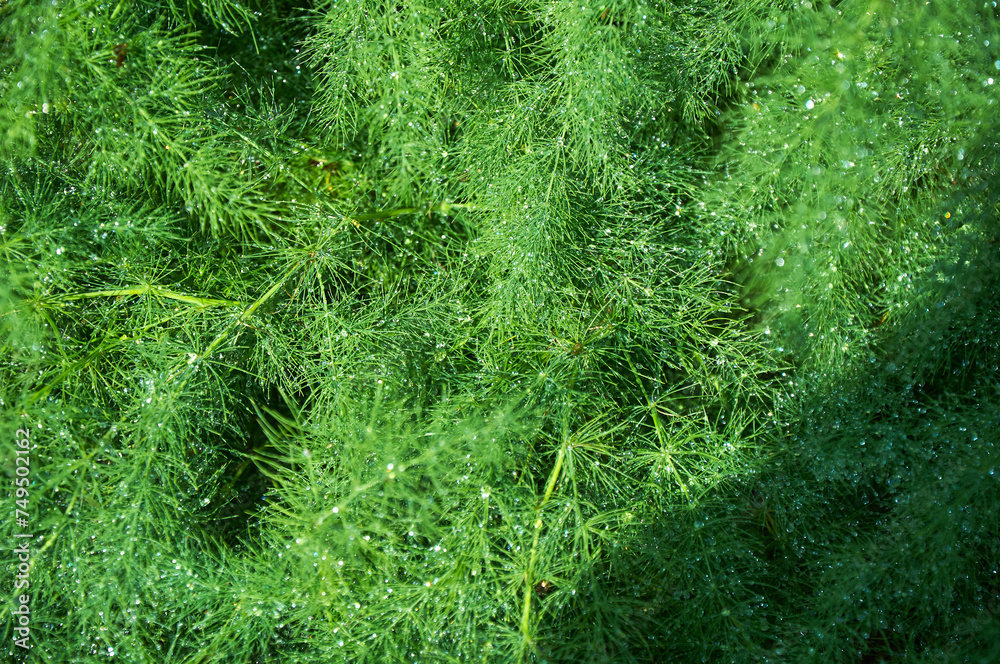 Raindrops on a green asparagus bush on a sunny summer day close-up. Raindrops on a green asparagus bush on a sunny summer day close-up.