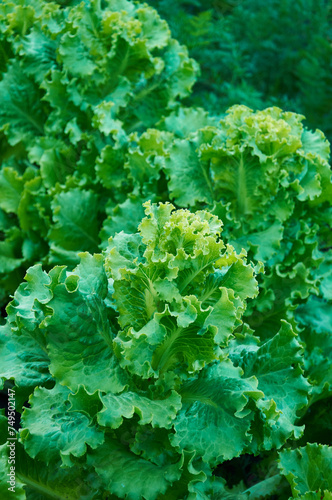 Green lettuce in the vegetable garden. Selective focus.