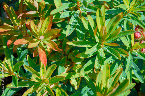 Raindrops on beautiful Euphorbia leaves. Sunny summer day after rain.
