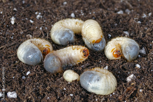 thick white larvae of a rose chafer beetle
