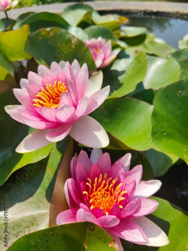 lotus en fleur