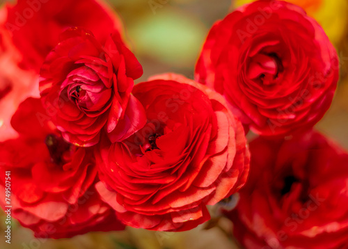 a group of red petals roses close up 