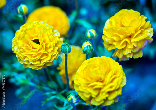 yellow flowers in a blue background garden 
