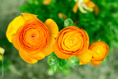 three orange beautiful roses in the garden