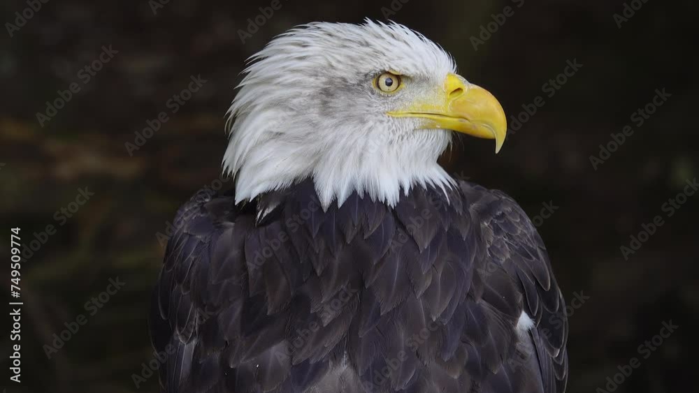 American Eagle on a blurred background in the forest American Eagle on a blurred background in the forest