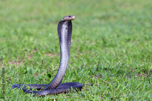 A cobra snake is in an attack position in a large grassland