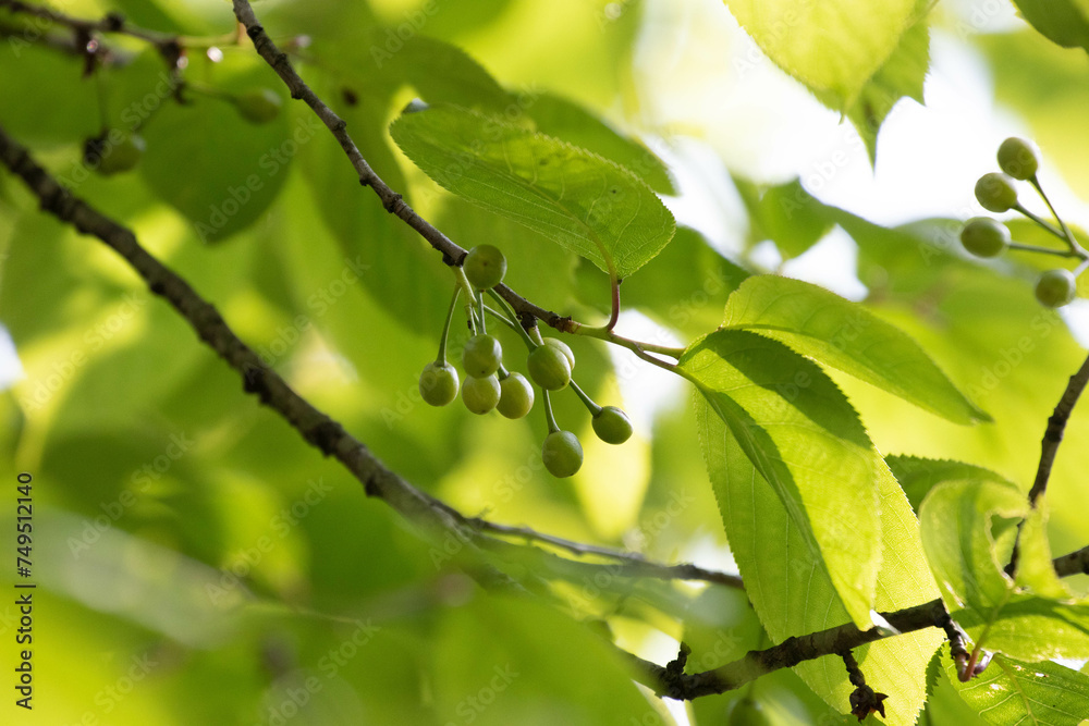 Spring is coming, Leaves are budding all over the park Spring is coming, Leaves are budding all over the park