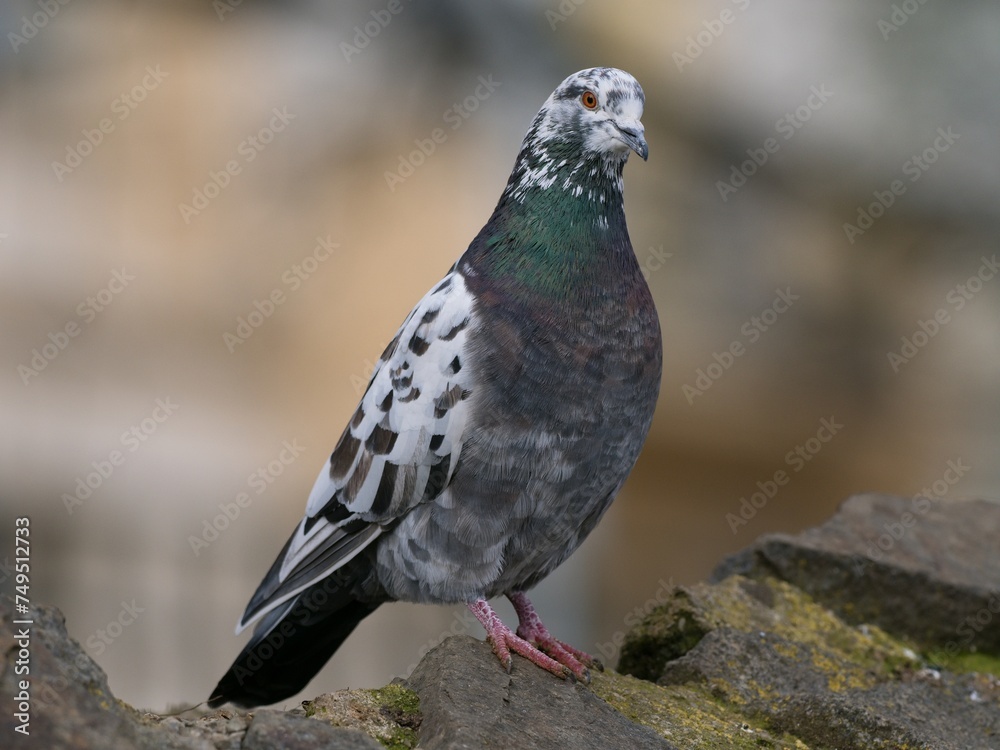 Obraz premium pigeon on a rock