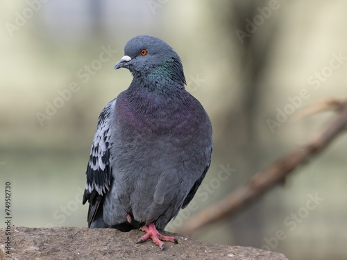 pigeon on a branch