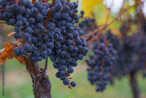 A blue grape hanging in a vineyard.