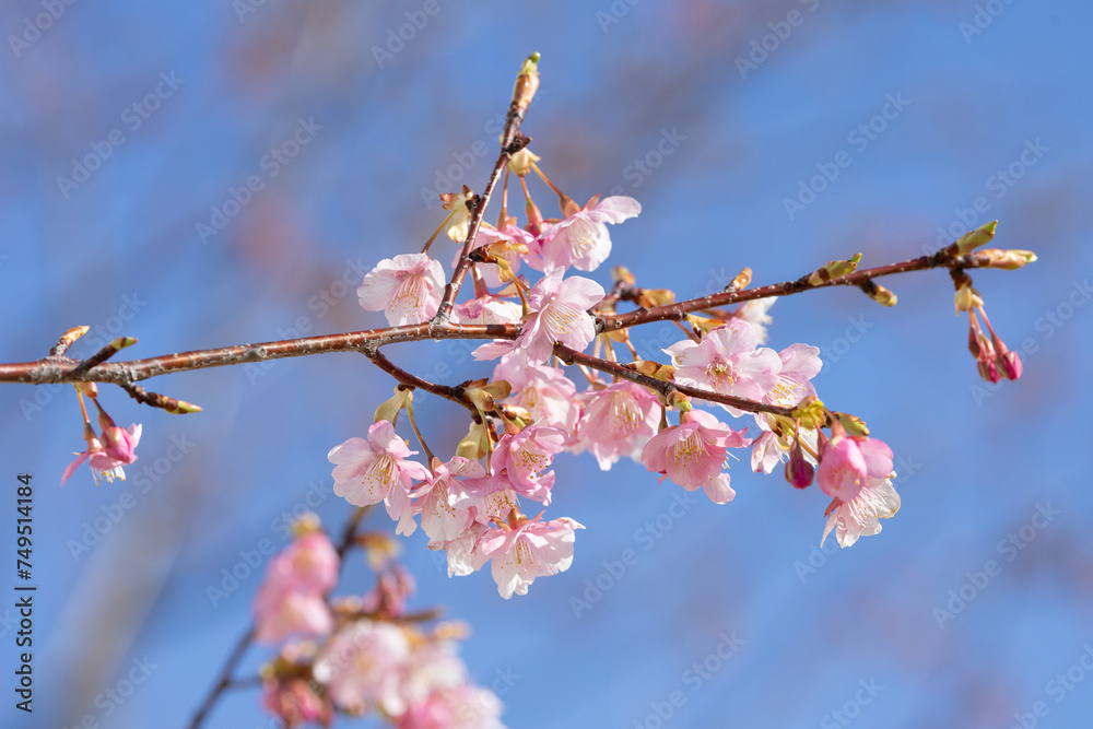 春の訪れ河津桜