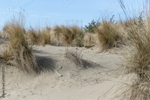 views of the beach inside the Parco dell'Uccellina, Grosseto, Tuscany, Italy