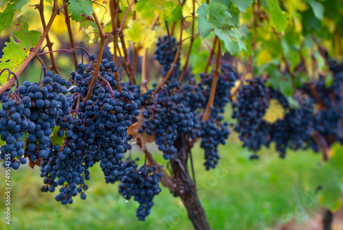 A blue grape hanging in a vineyard. photo