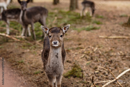 Plakat A young deer in the forest