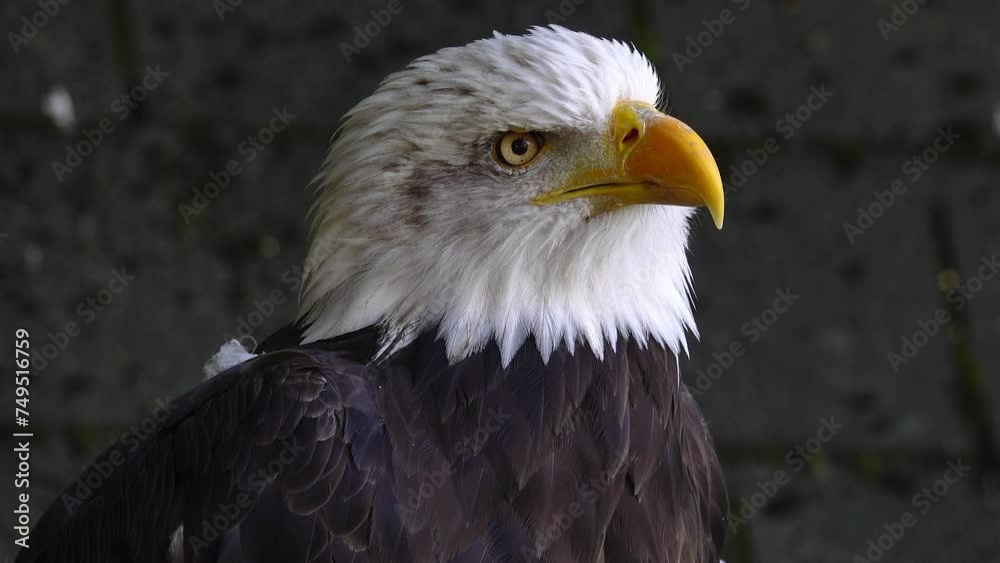 American Eagle on a blurred background in the forest American Eagle on a blurred background in the forest