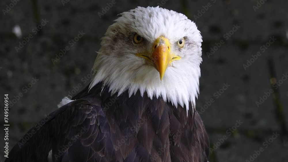 American Eagle on a blurred background in the forest American Eagle on a blurred background in the forest
