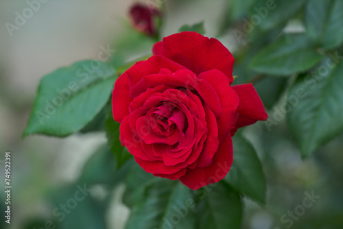Lively rose with scarlet petals. Flower of red rose in the summer garden.  Decorative flowering plant.