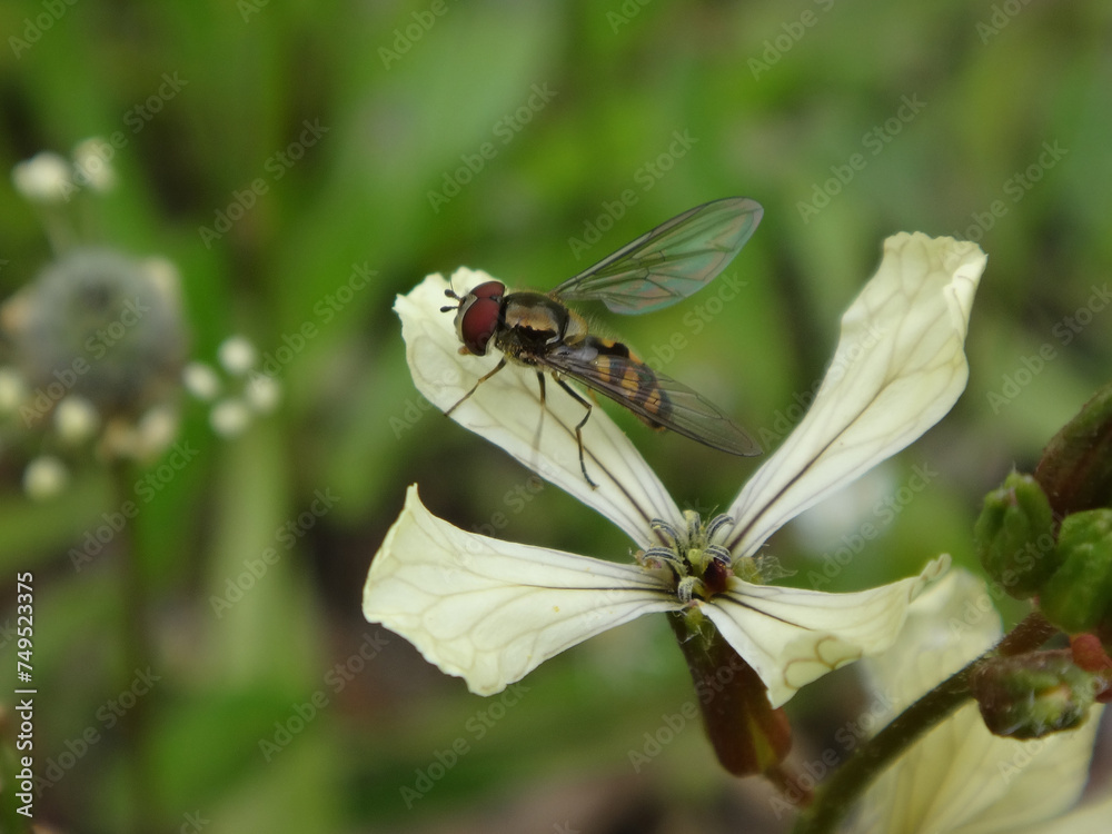 Spotted thintail hover fly (Meliscaeva auricollis), male resting on a rocket flower Spotted thintail hover fly (Meliscaeva auricollis), male resting on a rocket flower