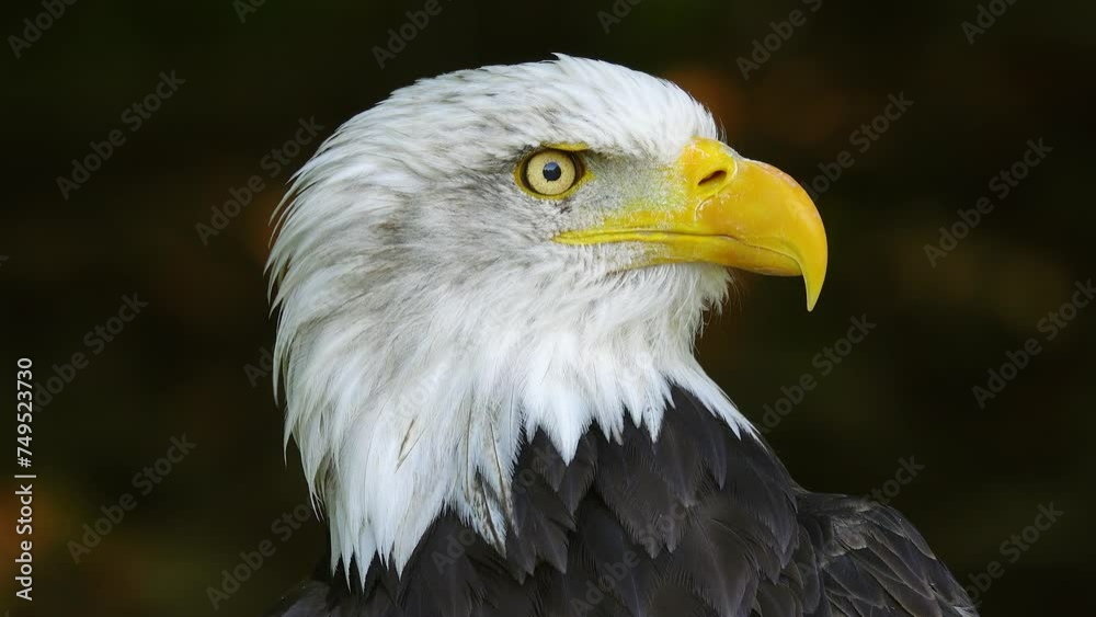 American Eagle on a blurred background in the forest American Eagle on a blurred background in the forest