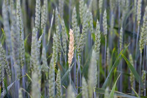 White wheat ear, chlorosis caused by a pest (Cnephasia) that overbites the stalk. An ear different from others in the crop field. photo