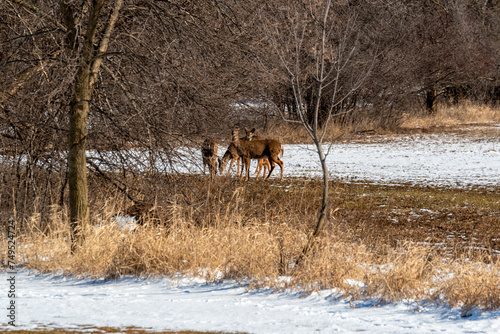 Fototapeta Naklejka Na Ścianę i Meble -  Urban Deer Grazing In The Snow During Spring Thaw In De Pere, Wisconsin