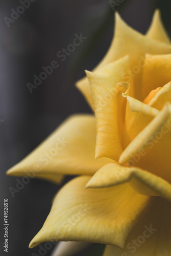 A yellow rose. Macro photography