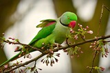 A green parrot is looking for food