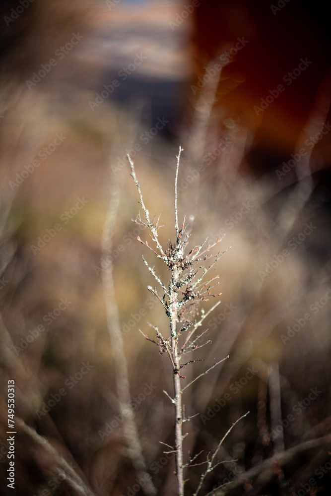 Fototapeta premium nature