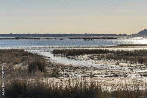 views of the inside of the Diaccia Botrona Natural Reserve  Castiglione della Pescaia  Grosseto  Tuscay  Italy