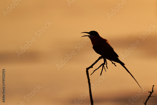 Southern Carmine Bee-eater (Merops nubicoides) perched in a tree against the setting sun in South Luangwa National Park, Zambia photo