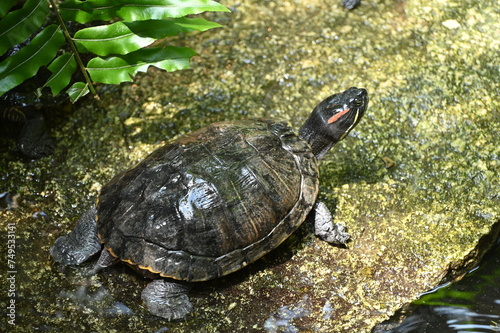 Żółw wychodzący z wody.