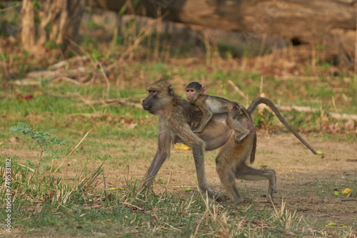 Yellow Baboon (Papio cynocephalus) carrying its young on its back whilst feeding on the fruit of a mango tree in South Luangwa National Park, Zambia in South Luangwa National Park, Zambia