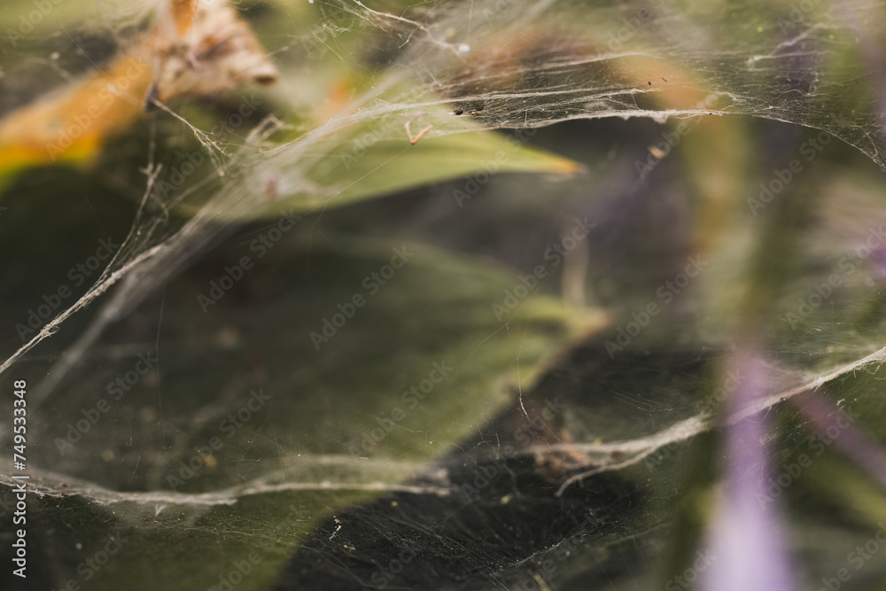 Old cobwebs on the leaves of a plant