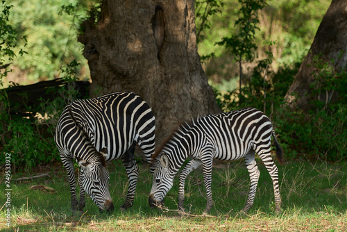 Crawshay s zebra  Equus quagga crawshayi  in South Luangwa National Park  Zambia