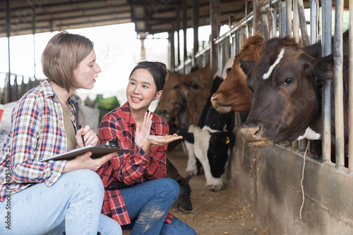 agriculture industry, dairy farming, livestock, animal health and welfare. Farmer women working at cowshed on dairy farm. Team of female veterinarian in cowshed on dairy farm