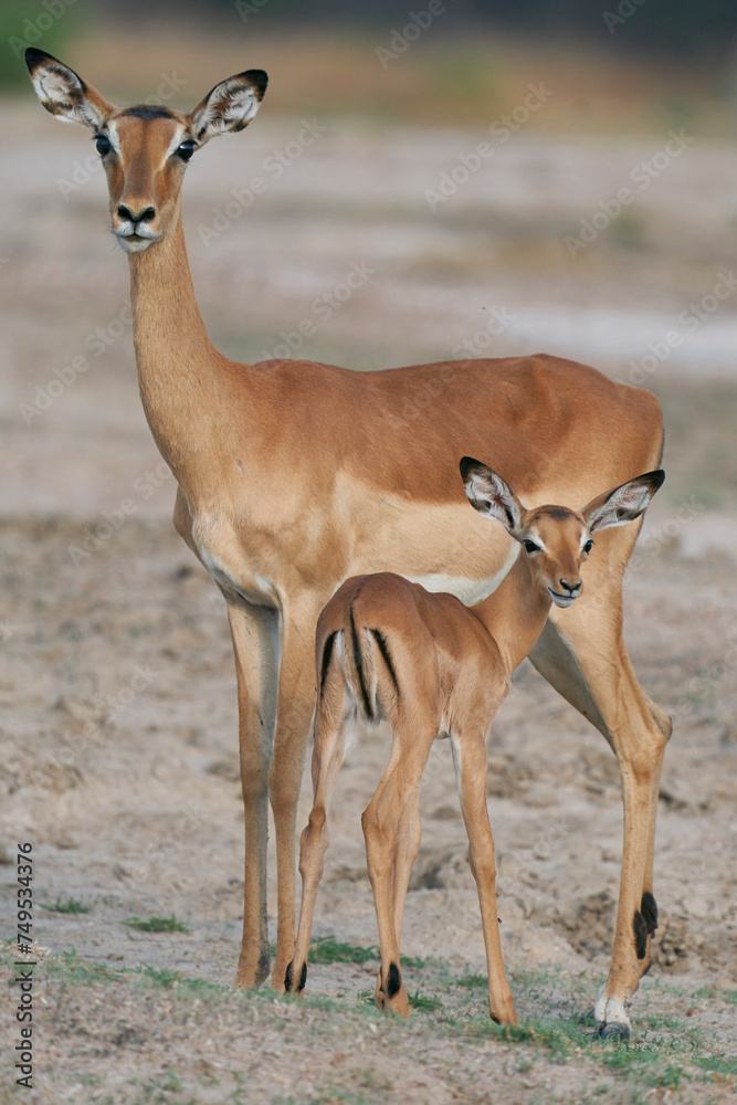 Young Impala (Aepyceros melampus) in South Luangwa National Park, Zambia Young Impala (Aepyceros melampus) in South Luangwa National Park, Zambia