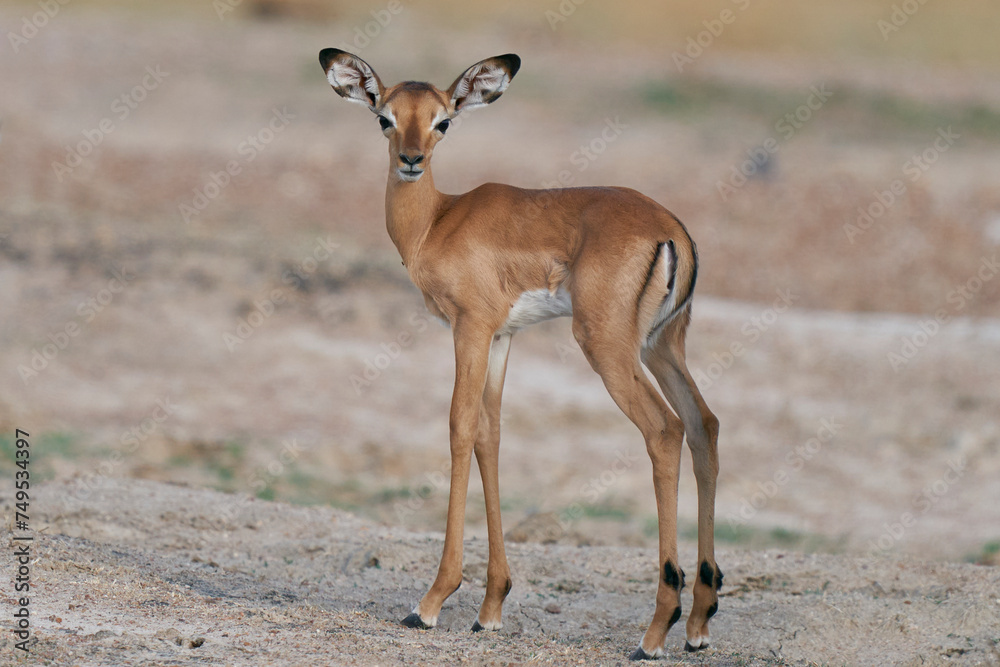Young Impala (Aepyceros melampus) in South Luangwa National Park, Zambia Young Impala (Aepyceros melampus) in South Luangwa National Park, Zambia